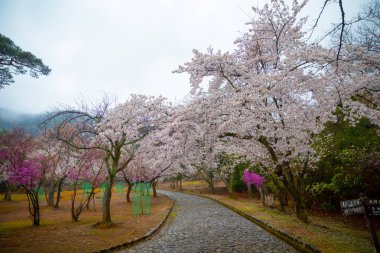 Baharda kiraz çiçekleri açar, Japonya.