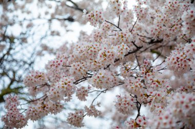 Bahçede güzel bahar çiçekleri