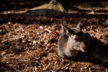 Ormandaki kahverengi bir kangurunun yakın çekimi.