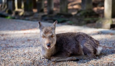 Yerde sevimli bir geyiğin yakın plan fotoğrafı.
