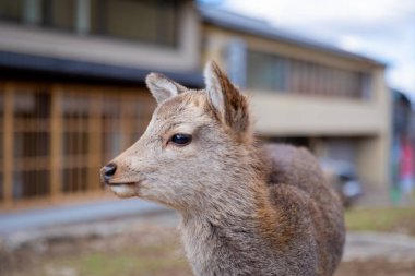 Hayvanat bahçesindeki bir geyiğin yakın çekimi.