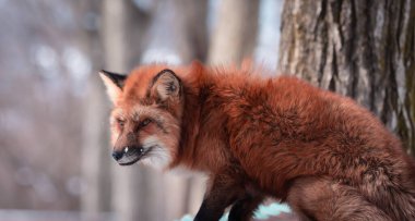 Kızıl Tilki (vulpes vulpes) vahşi doğada