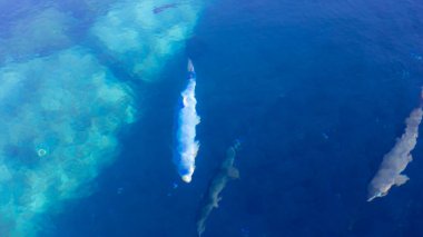 Tropikal su ve balıklı mercan resifi