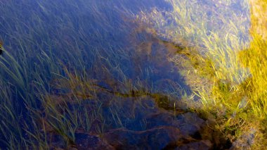 Ormandaki nehrin güzel manzarası