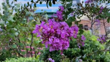 Bahçedeki güzel çiçekler