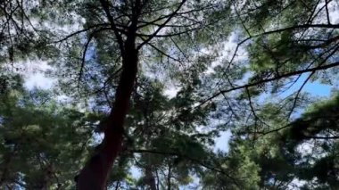 Ormanın güzel manzarası