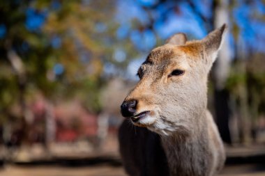 Hayvanat bahçesindeki sevimli bir geyiğe yaklaş.