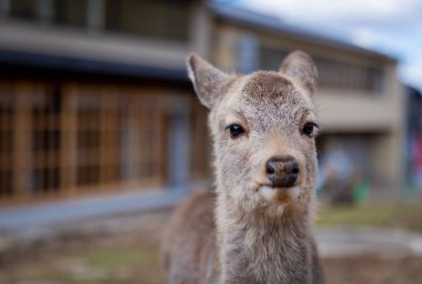 Ormandaki genç bir geyiğin portresi