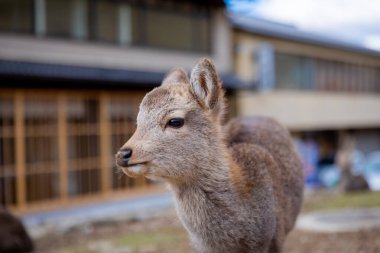 Hokkaido 'daki sevimli genç geyik.