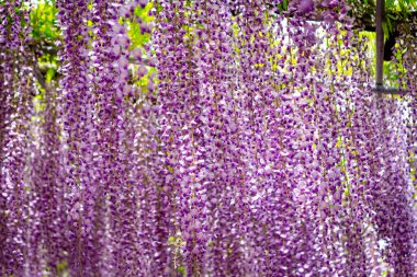 Güzel salkımcık salkımı ilkbaharda