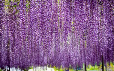 Mor wisteria çiçek