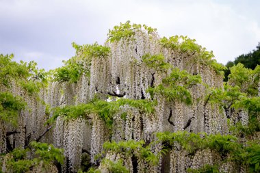 Bahçede çiçek açan güzel beyaz çiçekler