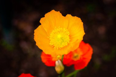 güzel kırmızı çiçekleri yakın çekim