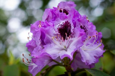 Rhododendron yazın bahçede çiçek açıyor. Kapat..