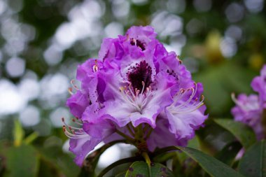 Bahçede Rhododendron çiçeği