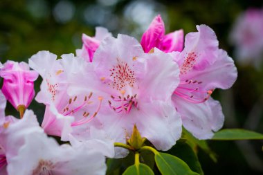 Bahçede açan güzel pembe çiçeğe yakın.