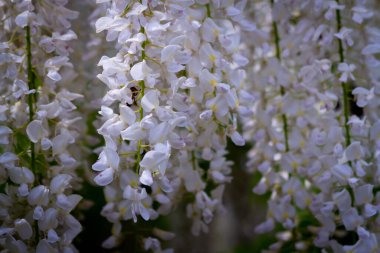 Salkımın beyaz çiçekleri.