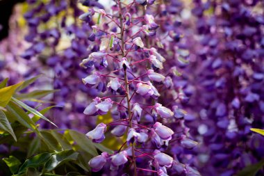 Bahar bahçesinde çiçek açan salkımlar.