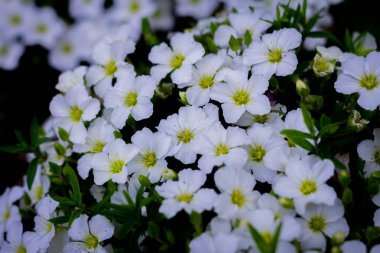 Bahçede beyaz çiçekler