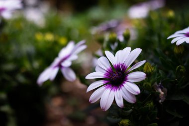 Bahçedeki güzel çiçekler