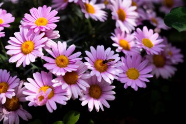 Bahçedeki pembe çiçekler