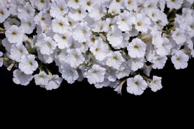 Koyu gri arka planda bahar çiçekleri