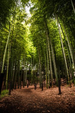 Ağaçlar ve ormanlarla dolu güzel bir manzara.