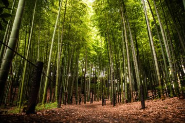 Bambu ormanı Arashiyama, Kyoto, Japonya