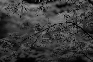 Güzel botanik fotoğrafı, doğal duvar kağıdı.