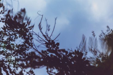 Ormanın güzel manzarası