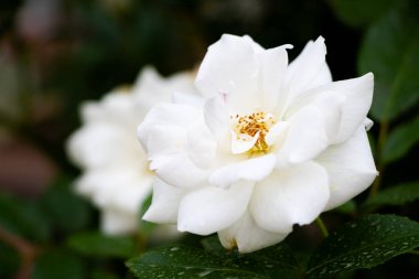 Yumuşak odaklı güzel beyaz gül çiçeğine yaklaş.