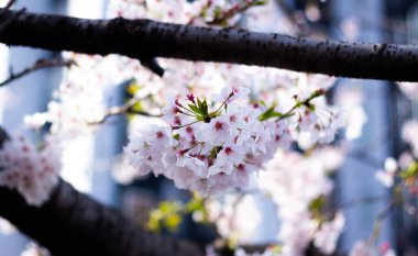 Bahçede güzel bahar çiçekleri