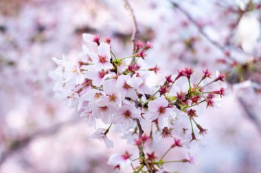 Baharda güzel pembe kirazlı sakura