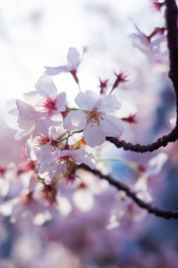 İlkbaharda açan güzel kiraz ağacı
