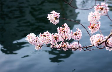 Japonya 'da kiraz çiçekleri