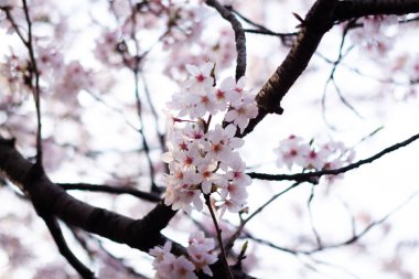 Baharda beyaz kiraz çiçeği