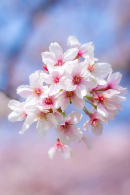 Bahçedeki güzel pembe sakura çiçekleri