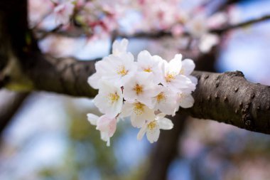 bahçede güzel çiçek açan kiraz ağacı