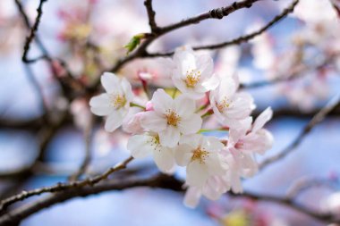 kiraz çiçekleri yakın çekim