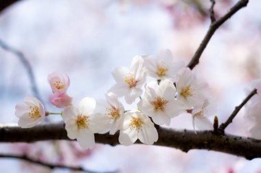 Japonya 'da kiraz çiçekleri, Tokyo