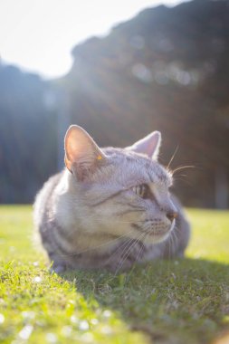 Çimlerin üzerindeki kedi
