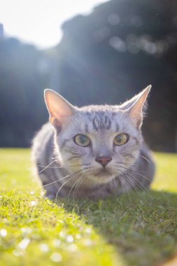 Şirin kedi portresi