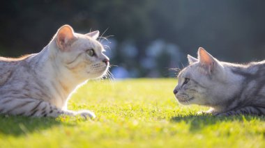 Çimlerdeki kedi