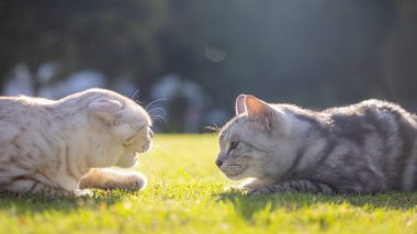 Parktaki iki kedi