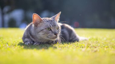 Parktaki çimlerin üzerinde yatan sevimli kedi..