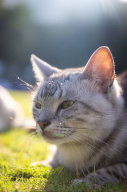 Şirin bir kedinin portresi