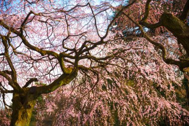 Bahçedeki güzel pembe sakura çiçekleri