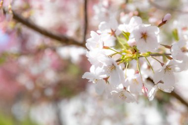 Baharda arkaplan için kiraz çiçeği ya da metin için kopyalama alanı