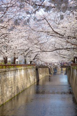 Tokyo 'daki kiraz ağaçları, Japonya