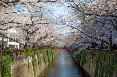 kiraz ağacı ve sakura